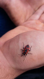 Close-up of insect on hand