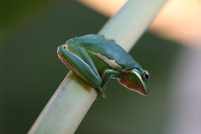 Close-up of insect on leaf