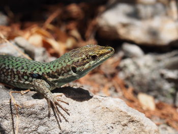 Lizard on rock