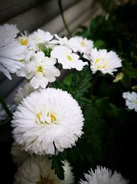 Close-up of white daisy flowers