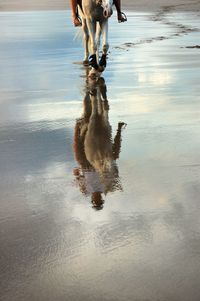 Low section of horse walking on wet land
