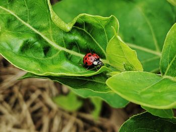 Close-up of ladybug on leaf