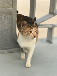 Portrait of cat standing outdoors