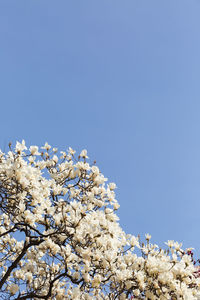 Low angle view of magnolia against blue sky