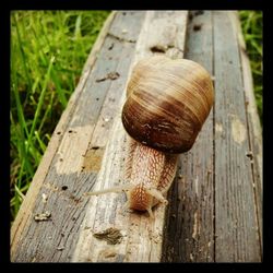 Close-up of wooden plank