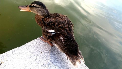 High angle view of duck in lake