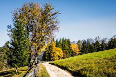 Road amidst trees against clear sky during autumn