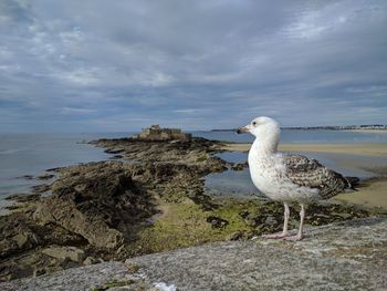 Seagull on rock by sea against sky