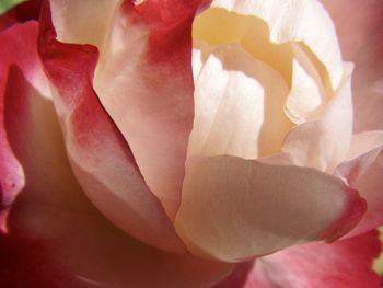 Macro shot of red rose