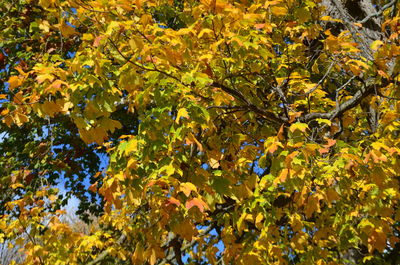 Full frame shot of yellow tree