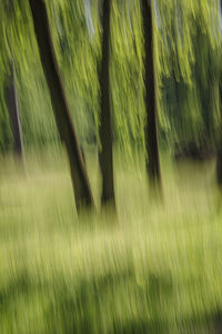 Blurred motion of trees on field
