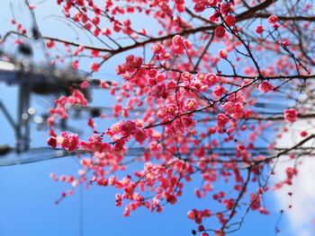 Low angle view of cherry blossom tree