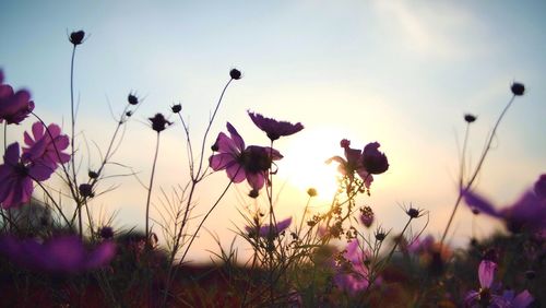 Pink flowers blooming in field