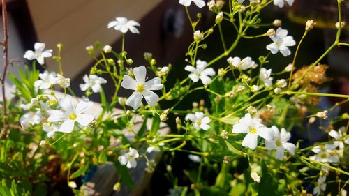 Close-up of white flowering plants