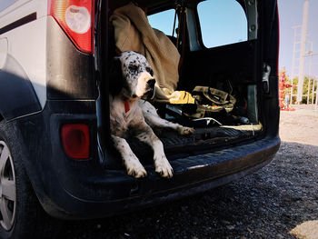 Dog sitting in car