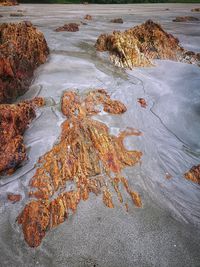 High angle view of rocks on shore during autumn