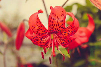 Close-up of pink flower