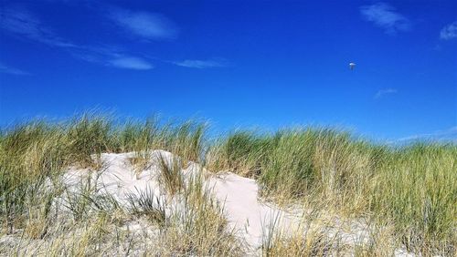 Plants on beach against blue sky