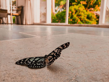 Close-up of butterfly on the window