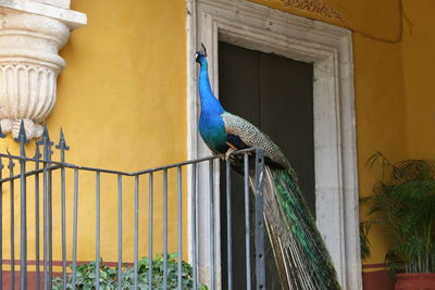 Low angle view of peacock perching on railing against house