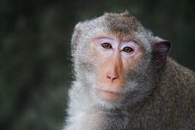 Close-up portrait of monkey