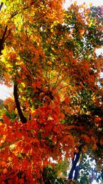 Low angle view of maple tree