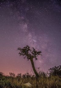 Trees on field against sky at night