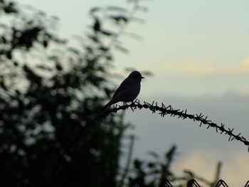 Low angle view of bird perching on tree against sky