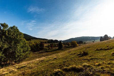 Scenic view of agricultural field against sky