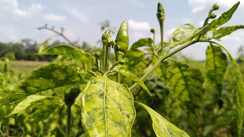 Chili gardens that are still flowering