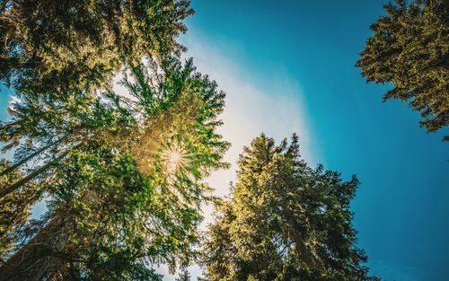 Low angle view of tree against sky