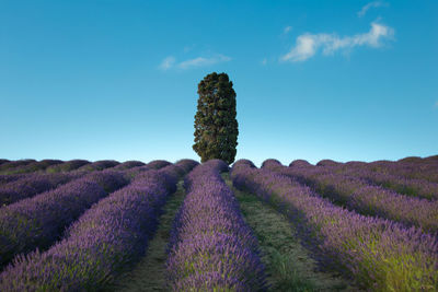 Cypress and lavender hill