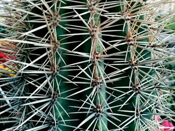 Full frame shot of cactus