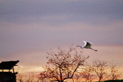 Silhouette bird flying against sky during sunset