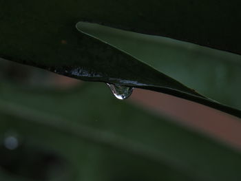 Close-up of water drops on blade of plant