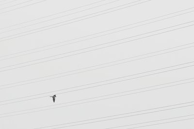 Low angle view of bird flying over electricity cables against clear sky