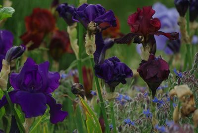 Close-up of purple flowers blooming in field