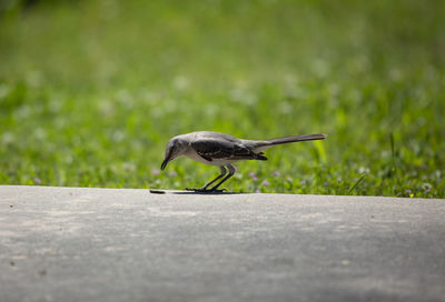 Northern mockingbird mimus poslyglotto guarding a grub