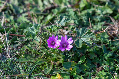 Close-up of purple flowering plant