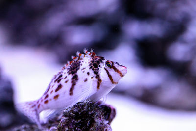 Close up of purple leaf