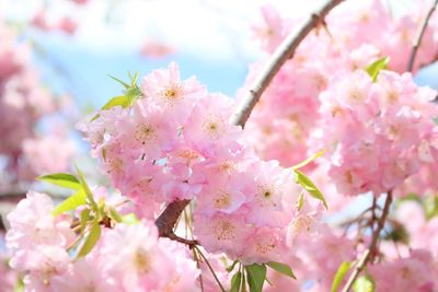 Low angle view of pink flowers on branch