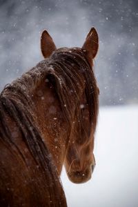 Close-up of a horse