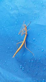 Close-up of stick insect on wet blue wall