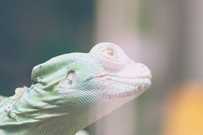 Close-up of a lizard