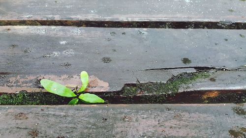 Close-up of plant growing in water