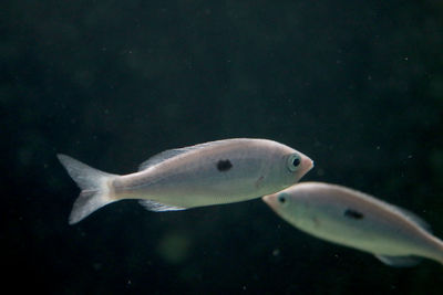 Close-up of fish underwater