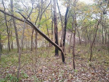 Trees in forest