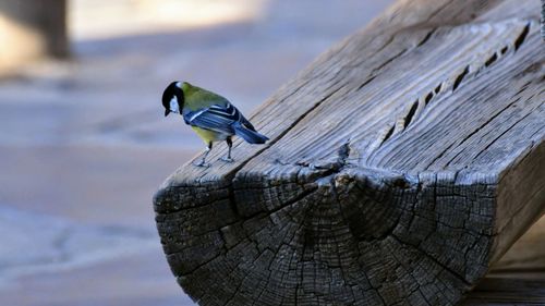 Close-up of bird perching on wood