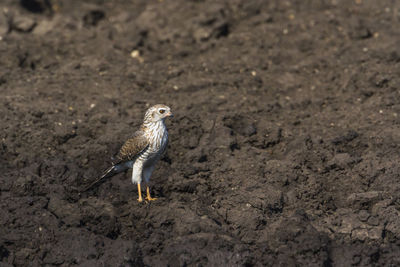 High angle view of owl perching on field