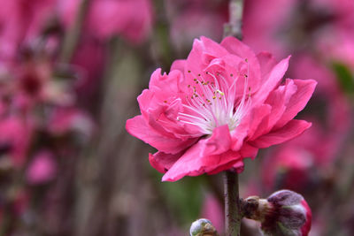 Close-up of pink peach blossom